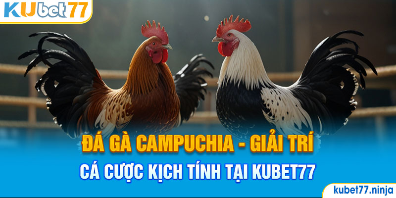 Đá Gà Campuchia - Lựa Chọn Giải Trí Hấp Dẫn Tại Kubet77