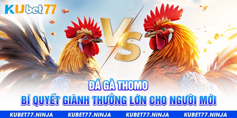 Đá Gà Thomo - Bí Quyết Giành Thưởng Lớn Cho Người Mới