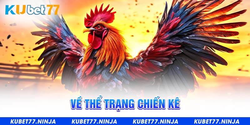 Về thể trạng chiến kê