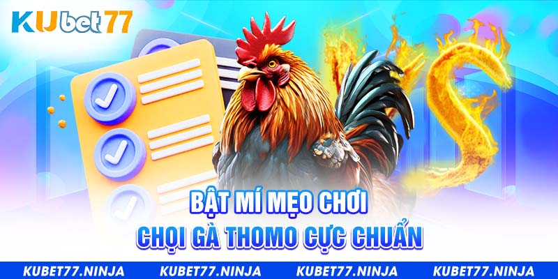 Bật mí mẹo chơi chọi gà Thomo cực chuẩn