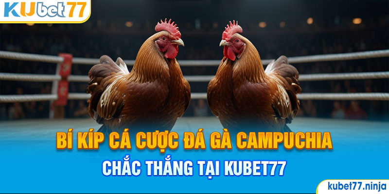 Bí kíp cá cược đá gà Campuchia chắc thắng tại Kubet77